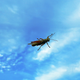Illustration for article titled Shooting Challenge: Bugs 4
